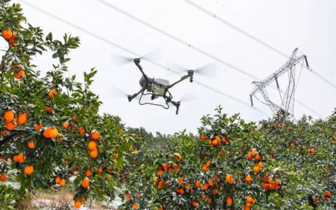 智慧种橙，秭归脐橙的“科技密码”