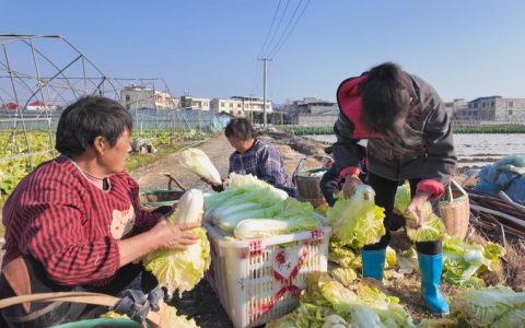 崇阳县城万村千亩蔬菜喜丰收