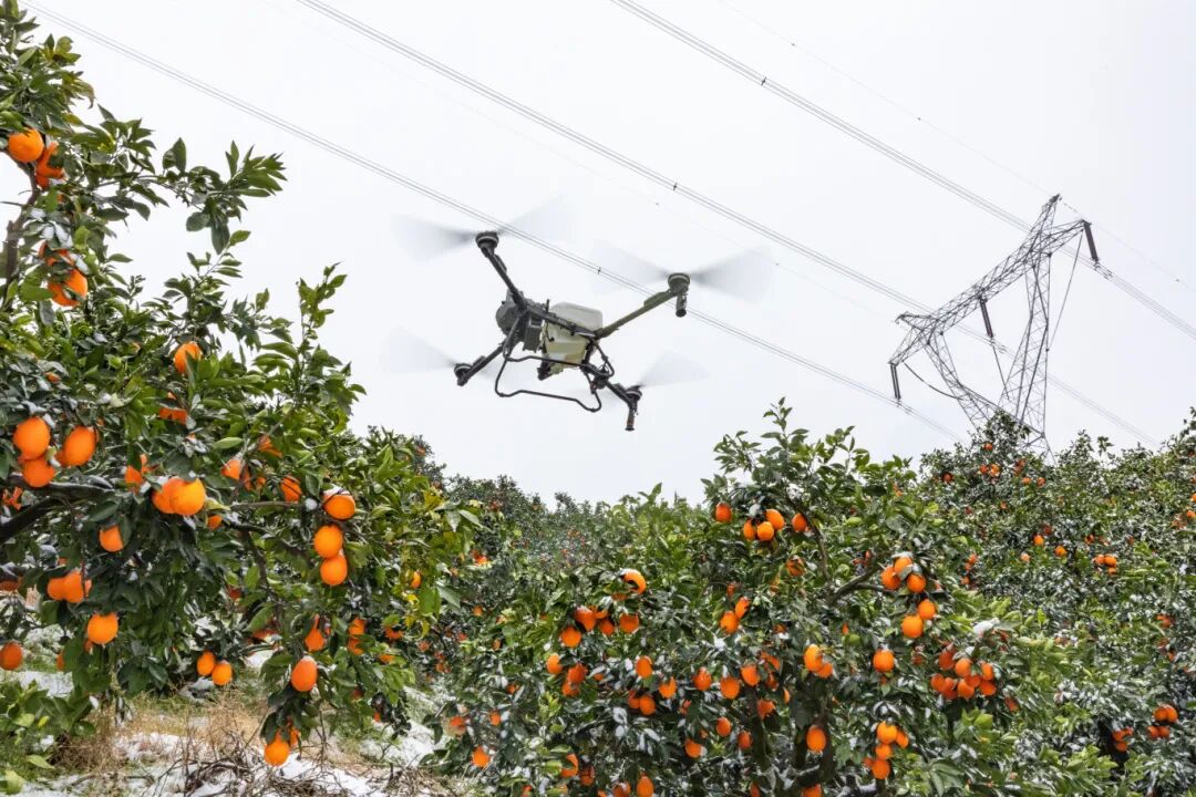 智慧种橙，秭归脐橙的“科技密码”