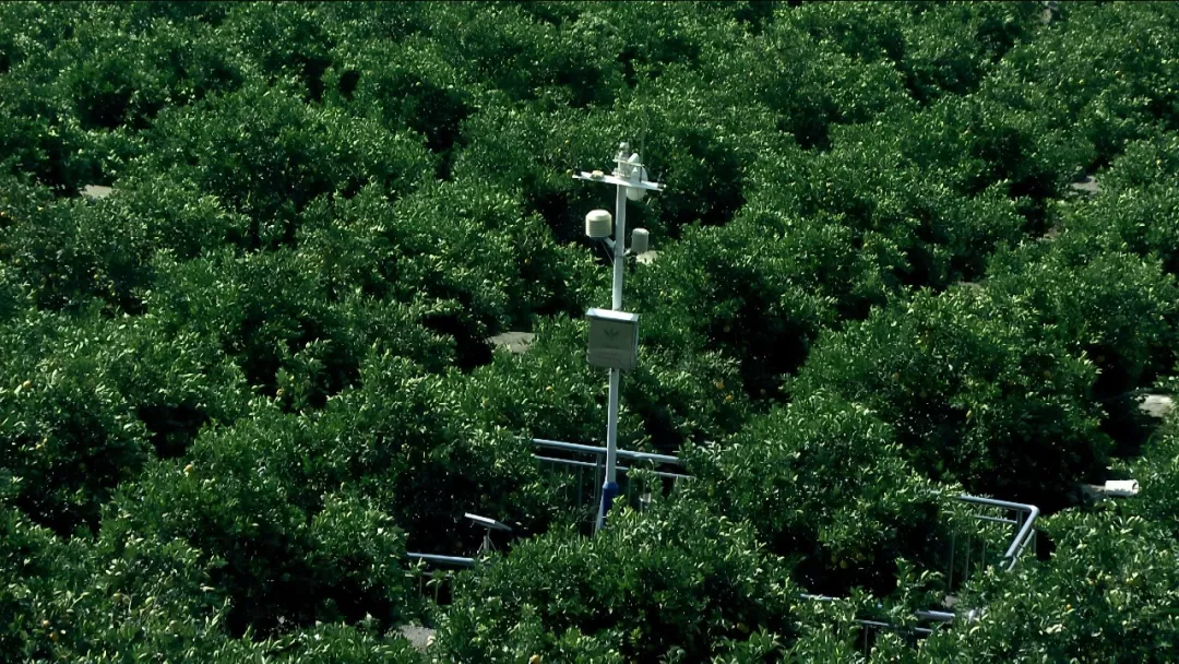 智慧种橙，秭归脐橙的“科技密码”