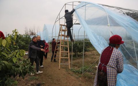 公安县农技专家一线支招 科学应对低温雨雪保障农业生产