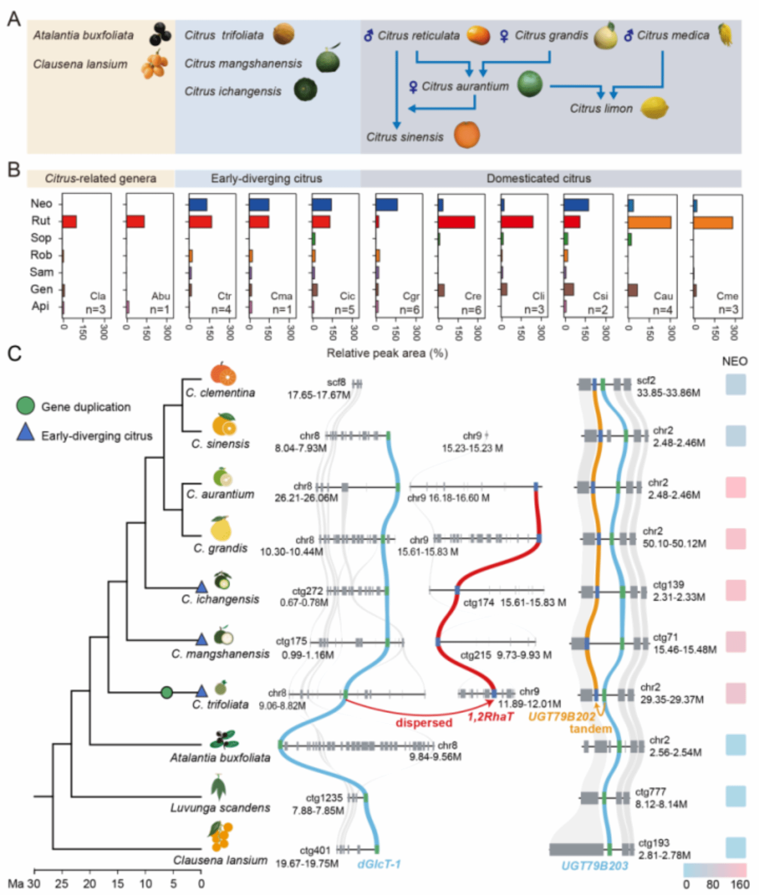 华中农业大学研究团队揭示柑橘二糖苷转移酶新功能化同时驱动其前苦味及生态适应性演化