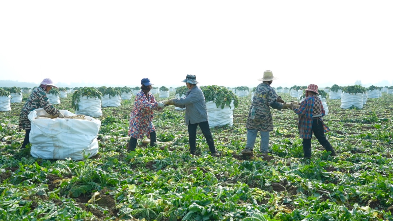 萝卜“鲜” 销海外