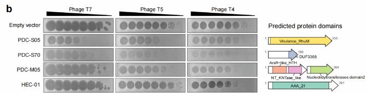 华中农业大学联合海洋三所海洋生物遗传资源重点实验室揭示微生物与病毒在深海冷泉中的生存博弈