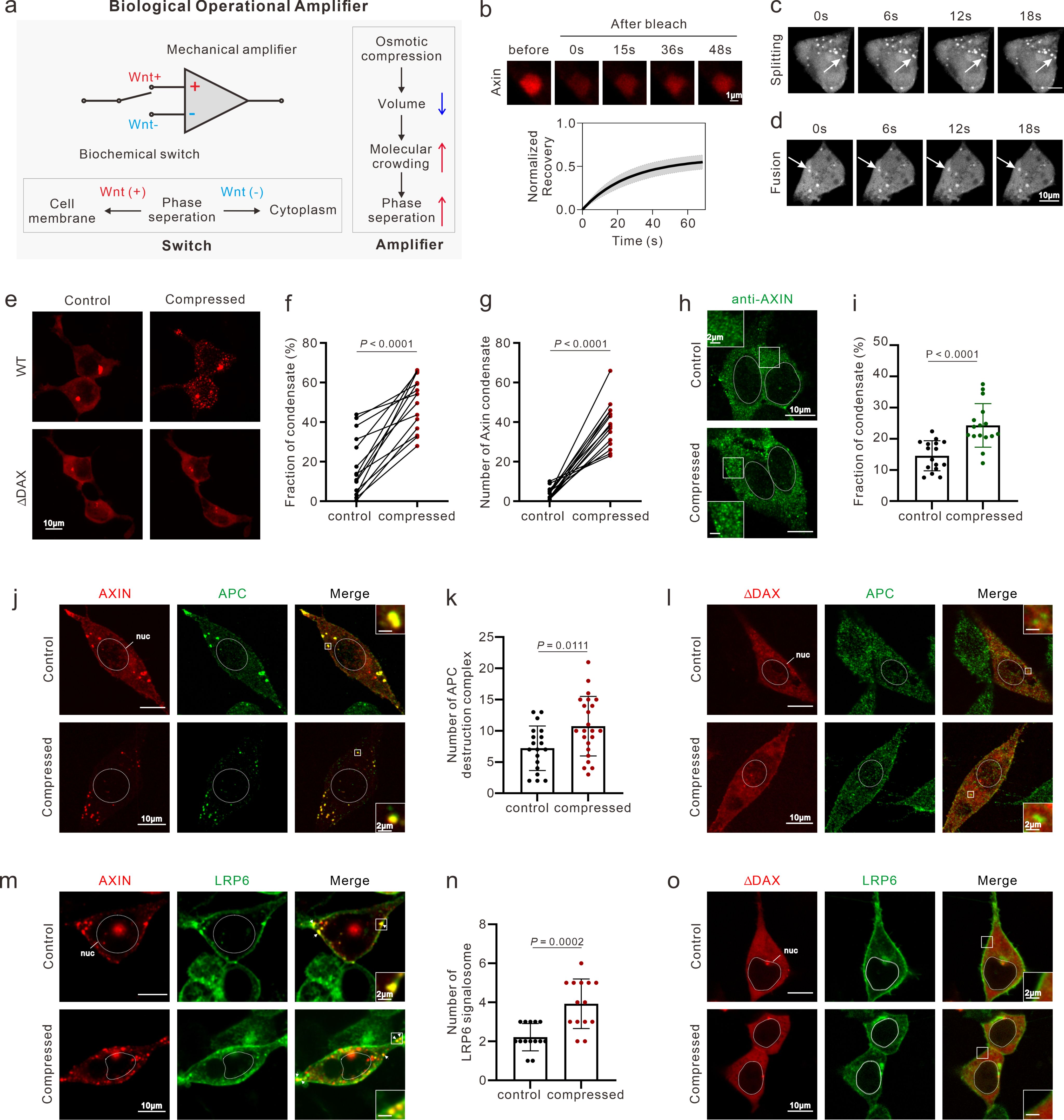 生命学院李一伟团队揭示基于AXIN相分离的力学感知和双向调控类器官命运