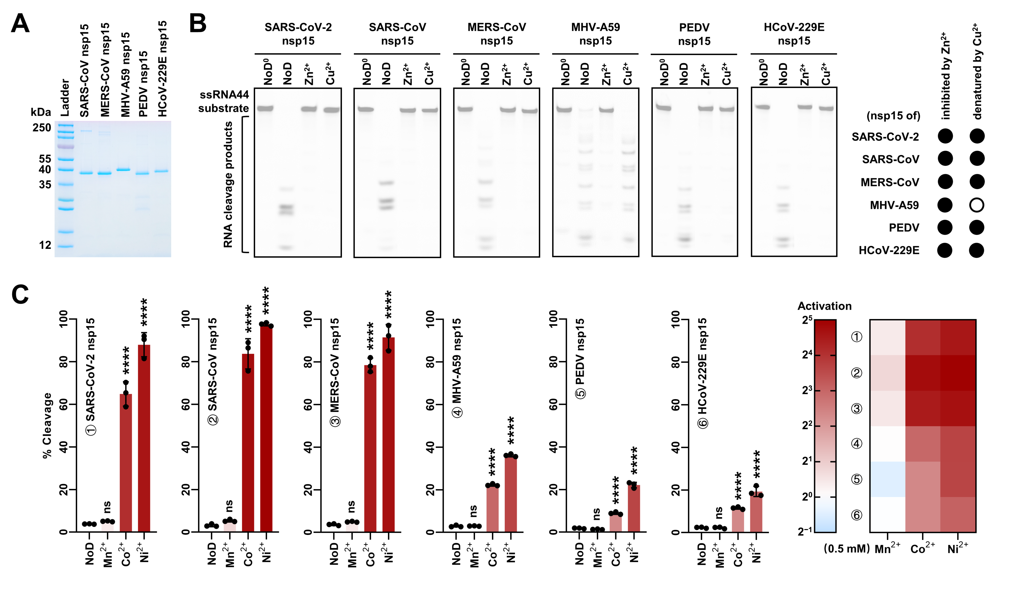 生命学院朱斌团队发现金属离子控制冠状病毒RNA内切酶活性