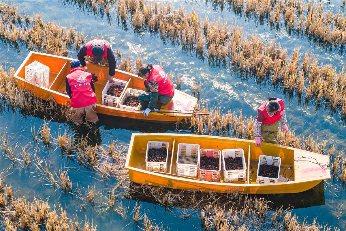 [荆楚网]“潜江龙虾”冬捕启幕 鲜活冬虾直达全国餐桌