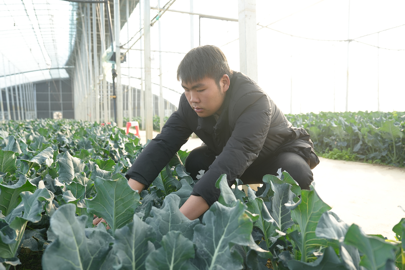 渔洋镇现代农业产业园700亩西蓝花喜获丰收