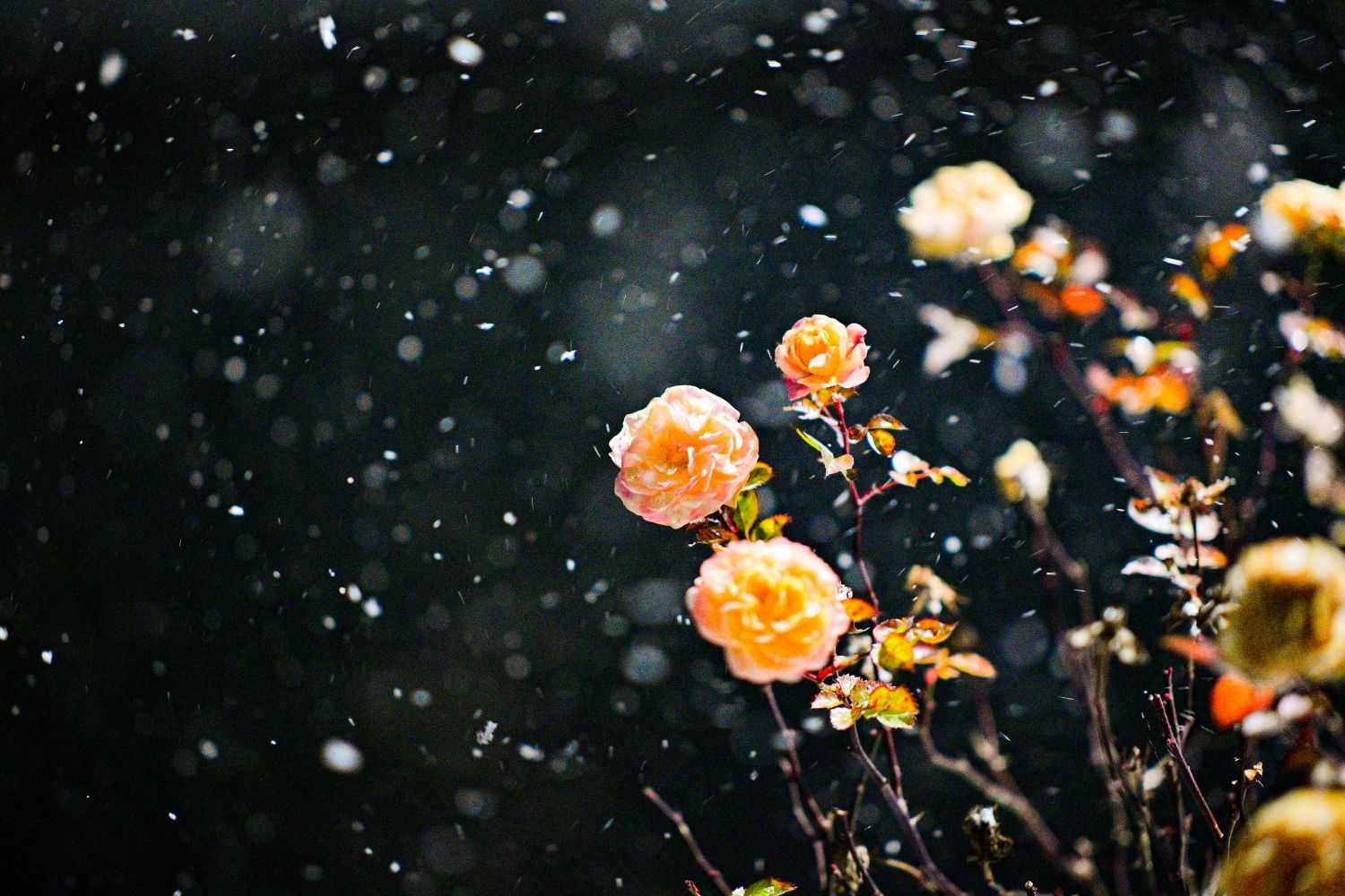 襄阳书院：师生同心打赢积雪“歼灭战”