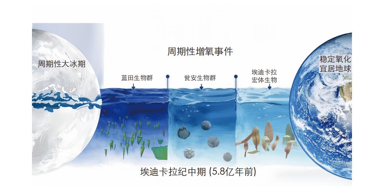 中国地质大学陈中强教授团队首次揭示五亿多年前海洋氧化的周期性机制