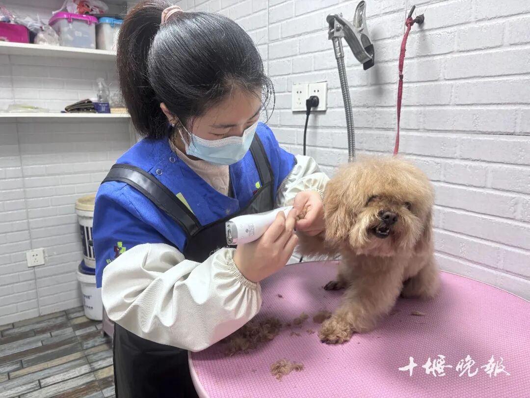 订单猛增!宠物消费需求激增 十堰多家店铺:2月1日开始涨价