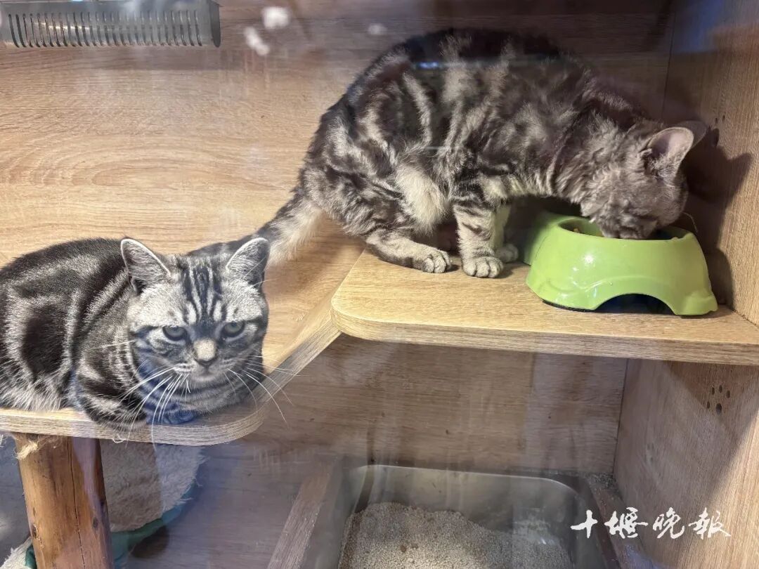 订单猛增!宠物消费需求激增 十堰多家店铺:2月1日开始涨价