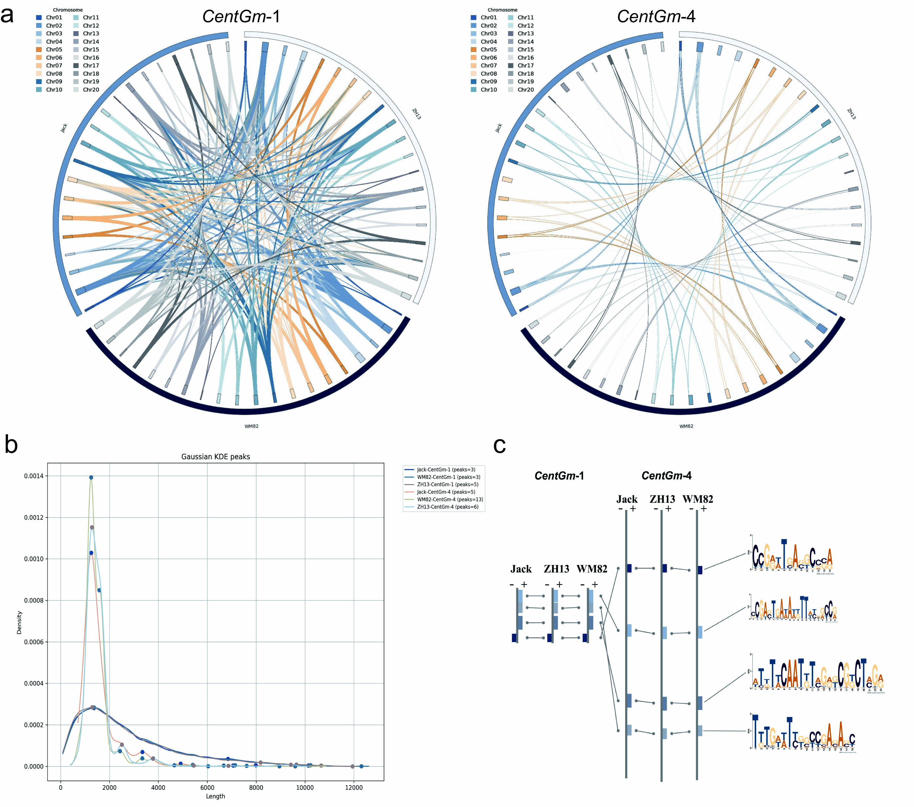 华中农业大学大豆着丝粒遗传多样性与结构动态研究助力提出着丝粒DNA复制新模型