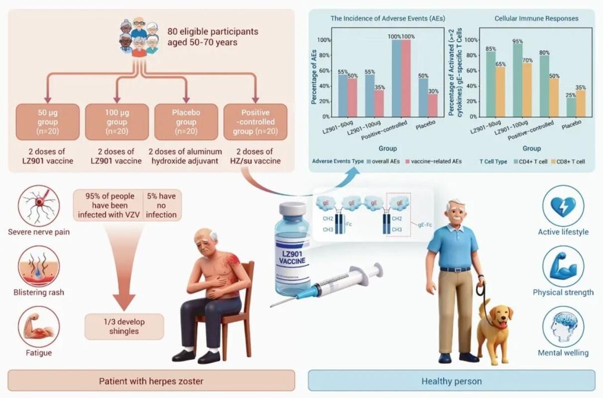 公卫学院冯硕团队国产新一代重组带状疱疹疫苗获新进展