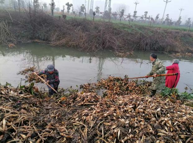 泰丰街道靶向发力整治农村人居环境