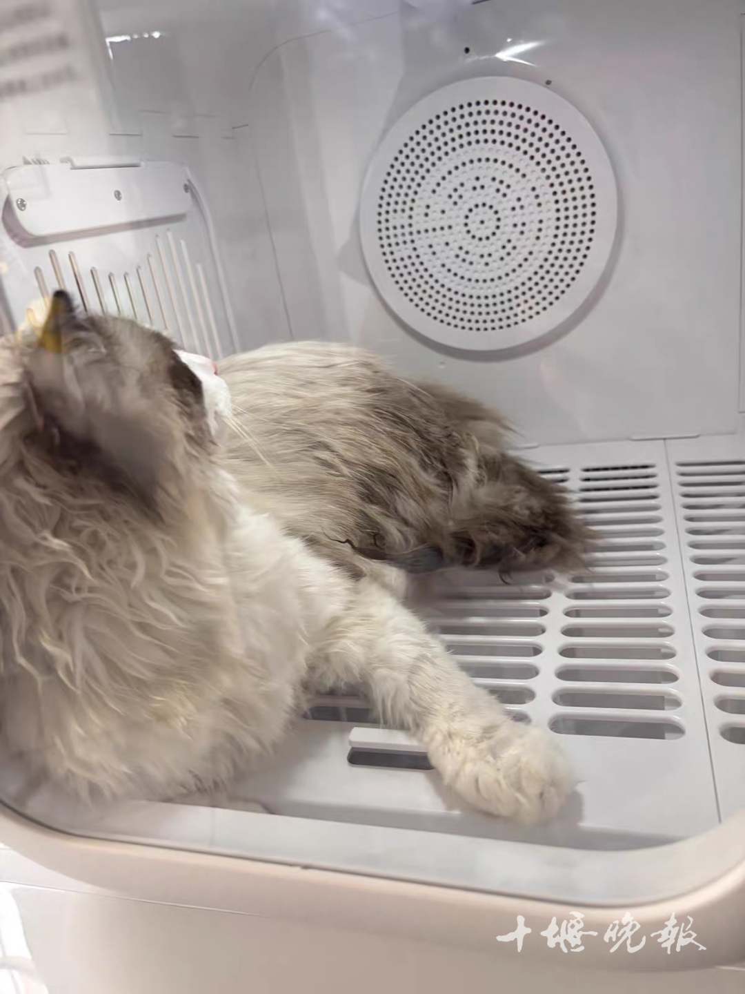 订单猛增!宠物消费需求激增 十堰多家店铺:2月1日开始涨价