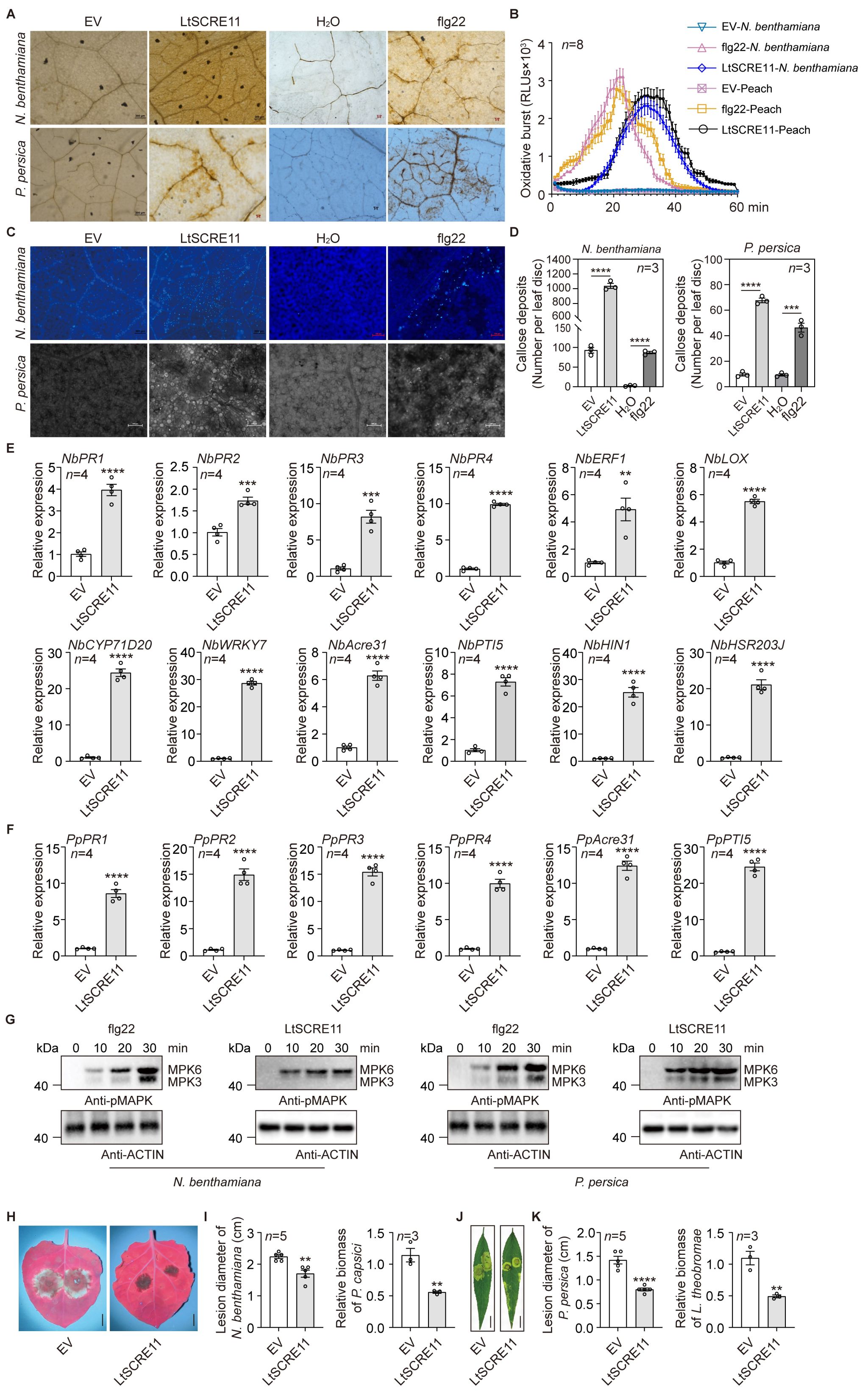 华中农业大学桃栽培团队在桃树流胶病发病机理研究上取得新进展