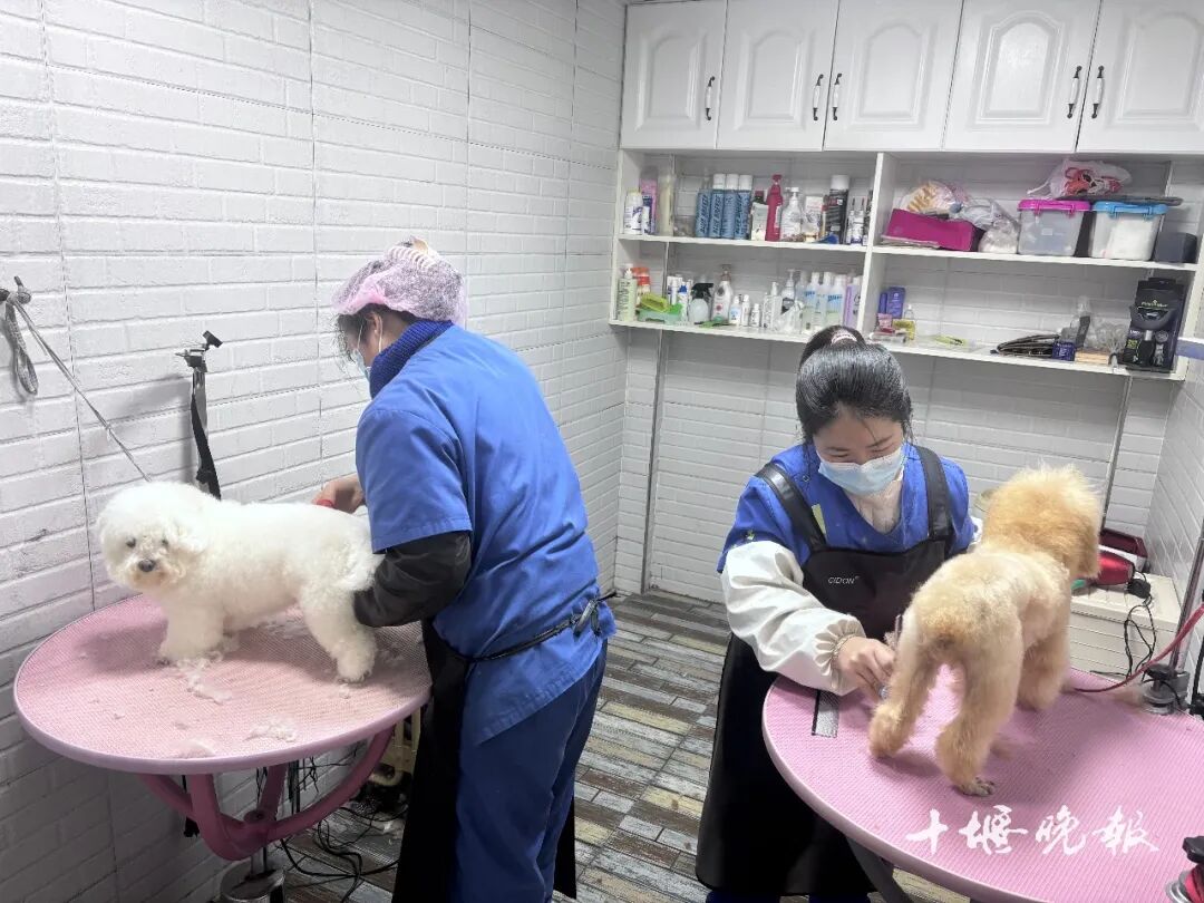 订单猛增!宠物消费需求激增 十堰多家店铺:2月1日开始涨价