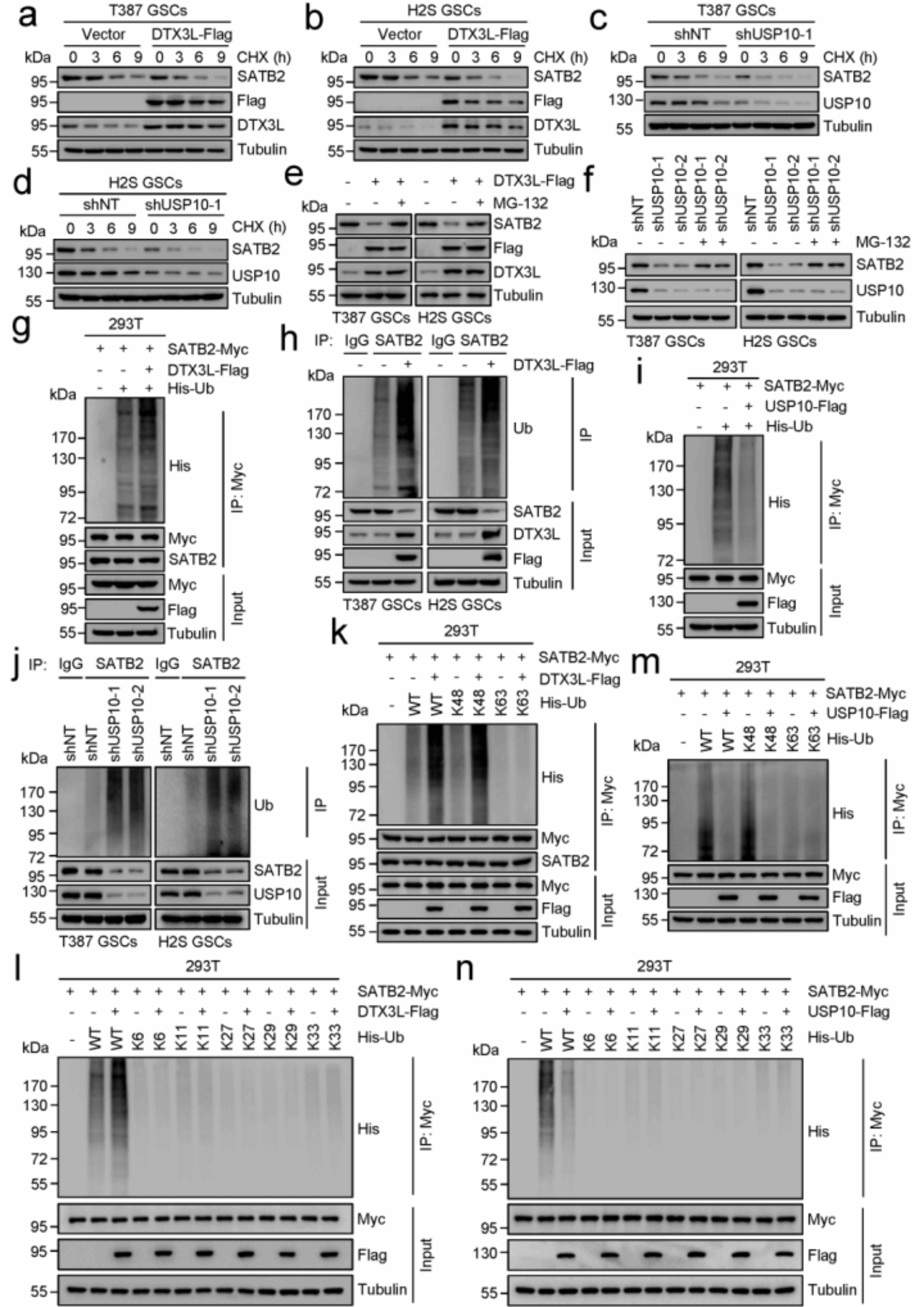 华中农业大学研究团队揭示核基质蛋白SATB2稳态控制胶质母细胞瘤恶性生长的机制