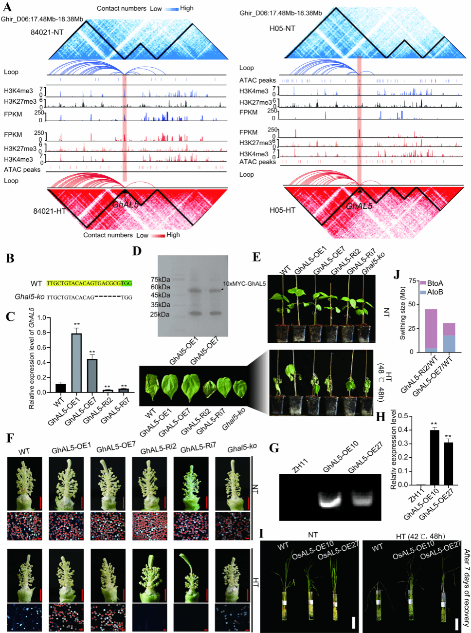 棉花遗传改良团队揭示GhAL5介导的染色质三维重排调控棉花高温下雄性育性新机制