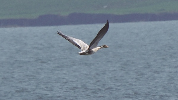 [荆楚网]汉江生态接连吸引珍稀动物用翅膀“投票” “高原精灵”斑头雁首现潜江