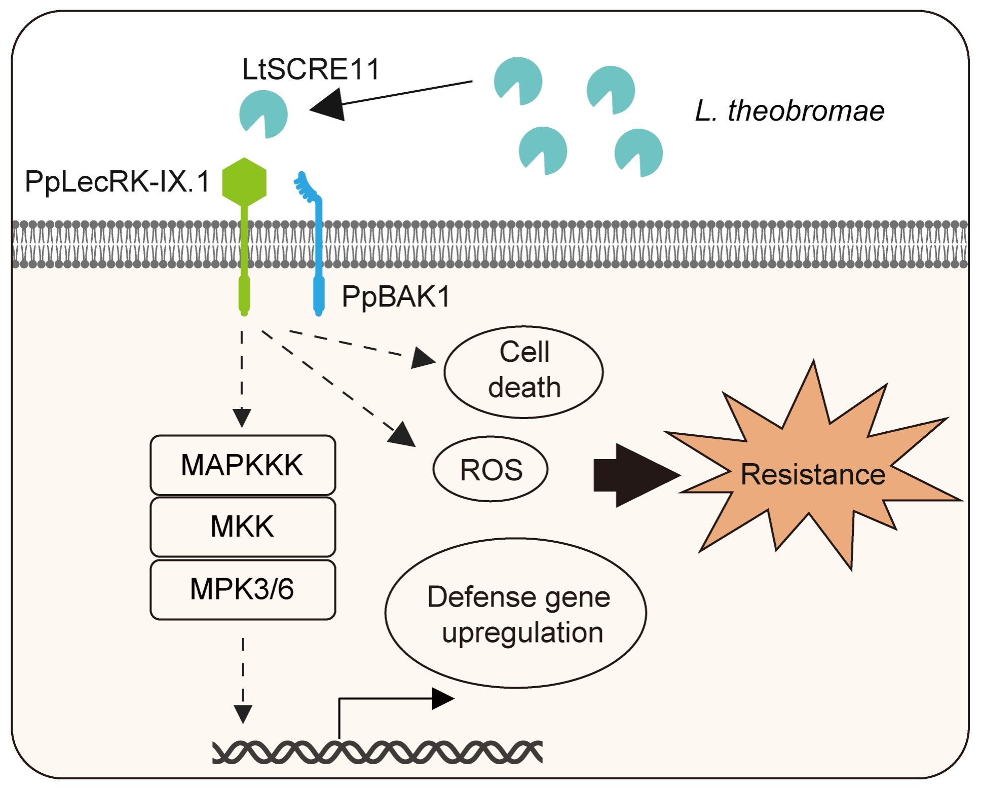 华中农业大学桃栽培团队在桃树流胶病发病机理研究上取得新进展