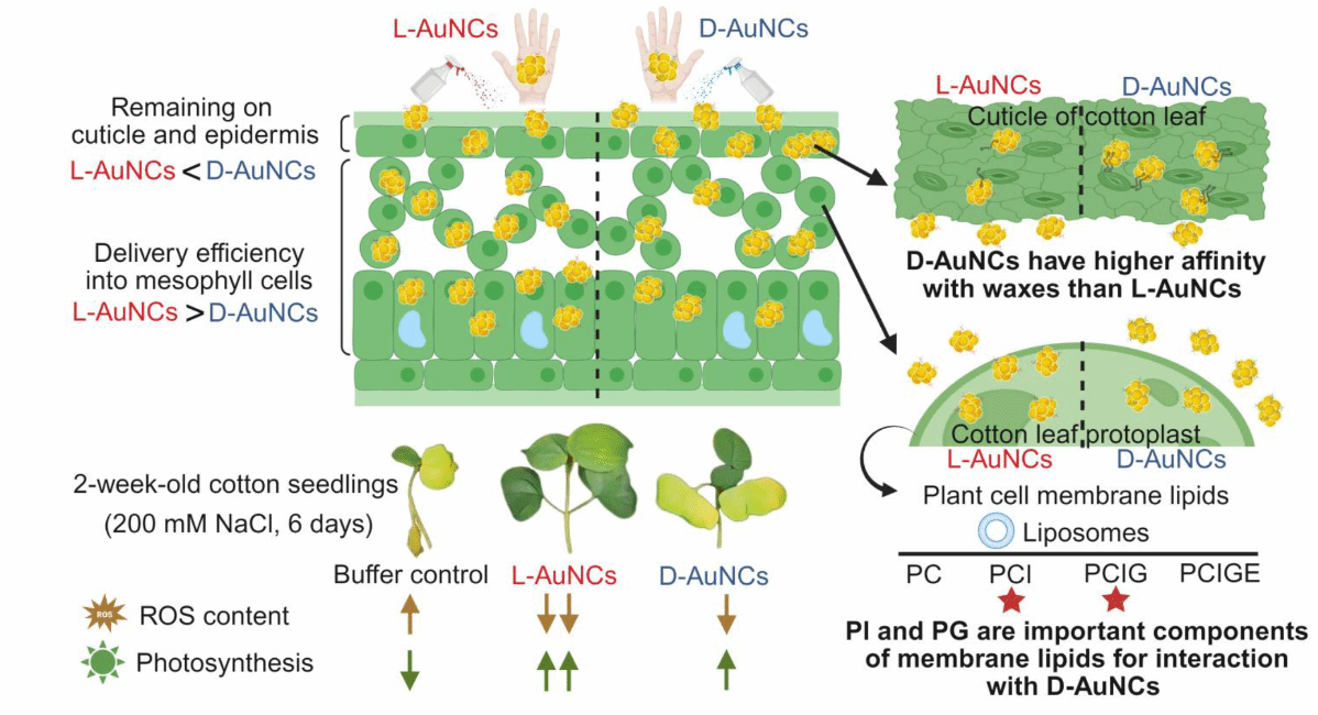 华中农业大学作物纳米生物学团队在棉花纳米耐盐技术体系上取得新进展