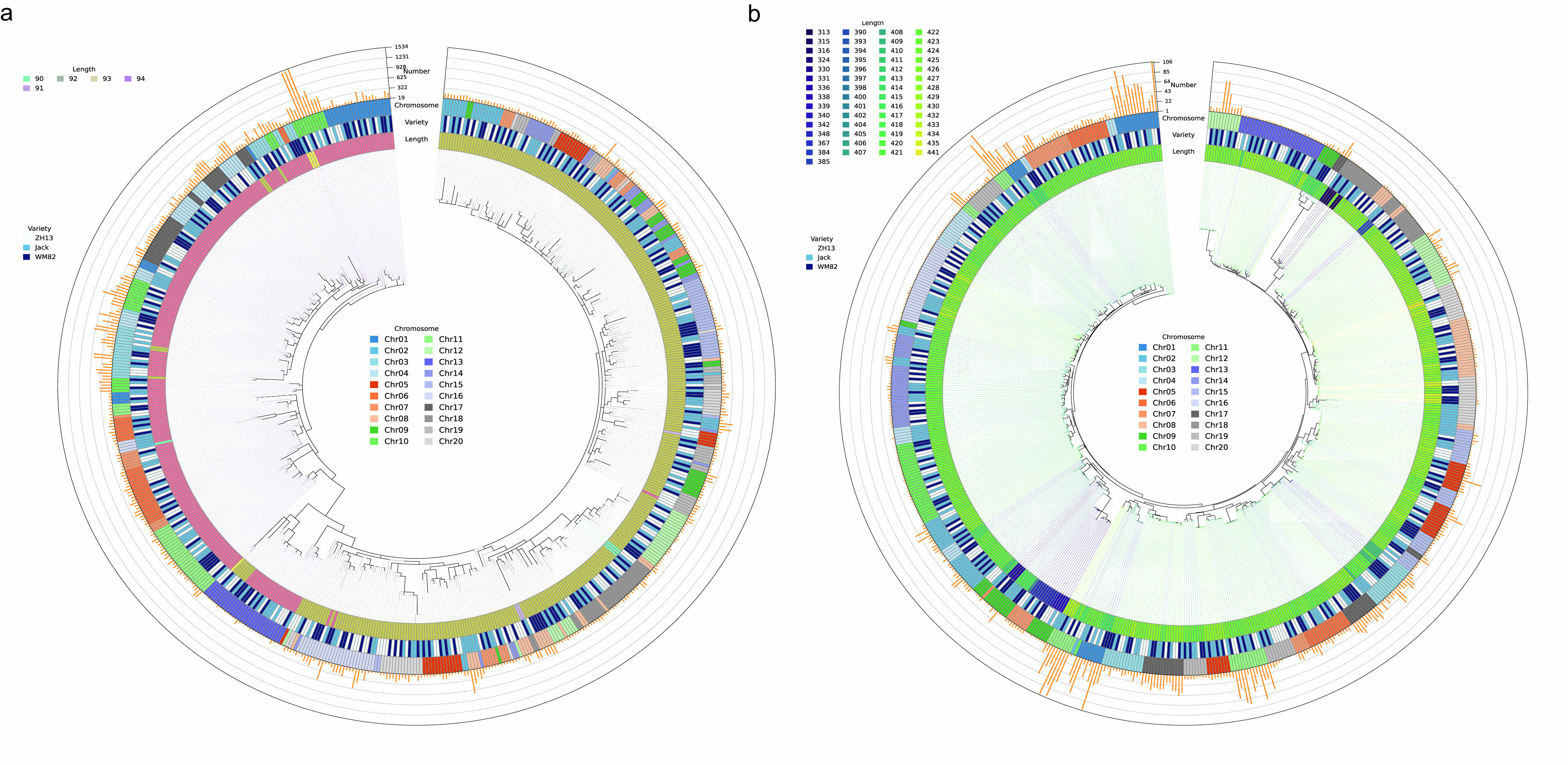 华中农业大学大豆着丝粒遗传多样性与结构动态研究助力提出着丝粒DNA复制新模型