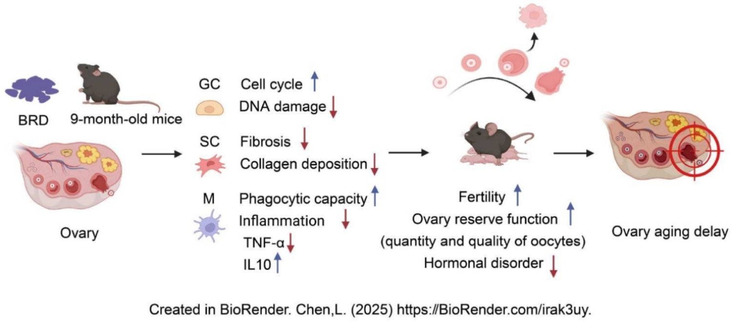 华中农业大学精准营养与代谢团队揭示全谷黑米饮食延缓卵巢衰老的细胞机制，为女性生殖健康提供营养干预新策略