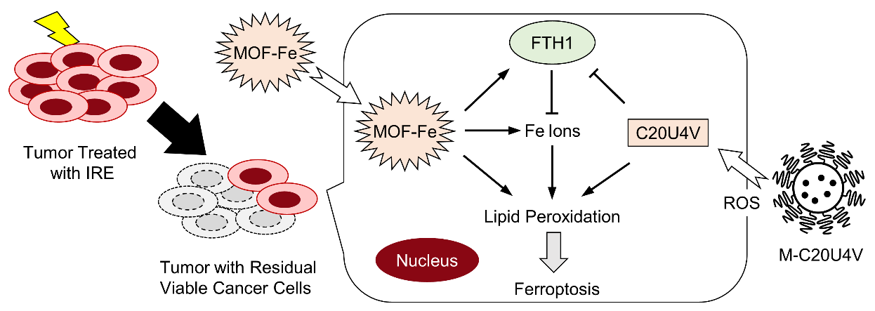 基础医学院赵俊附属协和医院殷涛团队在胰腺癌治疗研究取得新成果