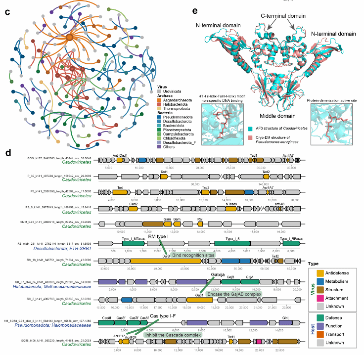 华中农业大学联合海洋三所海洋生物遗传资源重点实验室揭示微生物与病毒在深海冷泉中的生存博弈