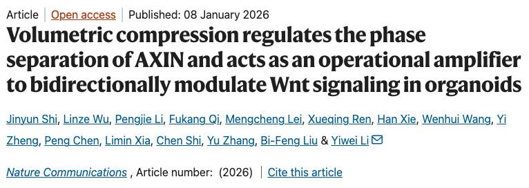 生命学院李一伟团队揭示基于AXIN相分离的力学感知和双向调控类器官命运