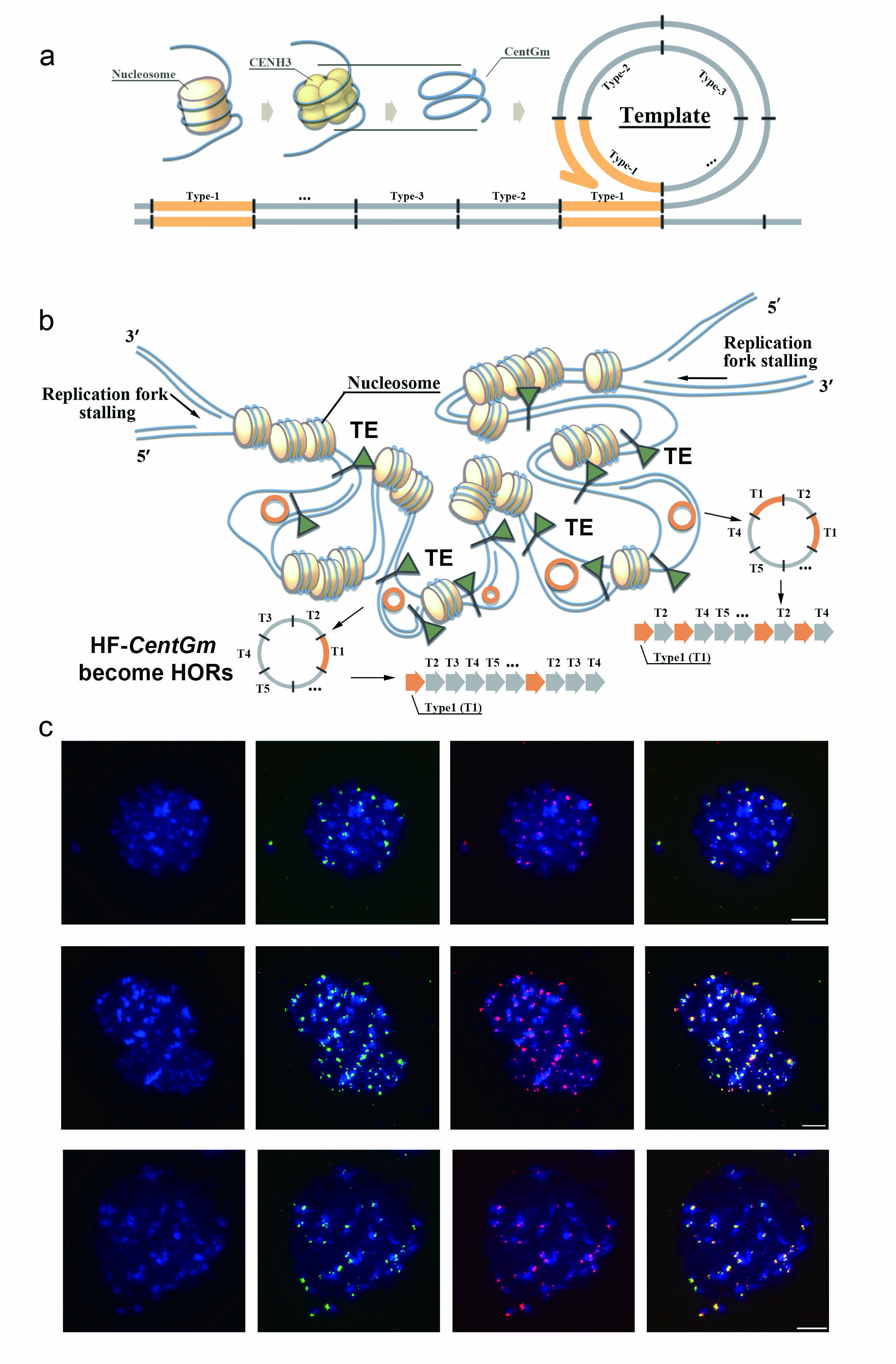 华中农业大学大豆着丝粒遗传多样性与结构动态研究助力提出着丝粒DNA复制新模型