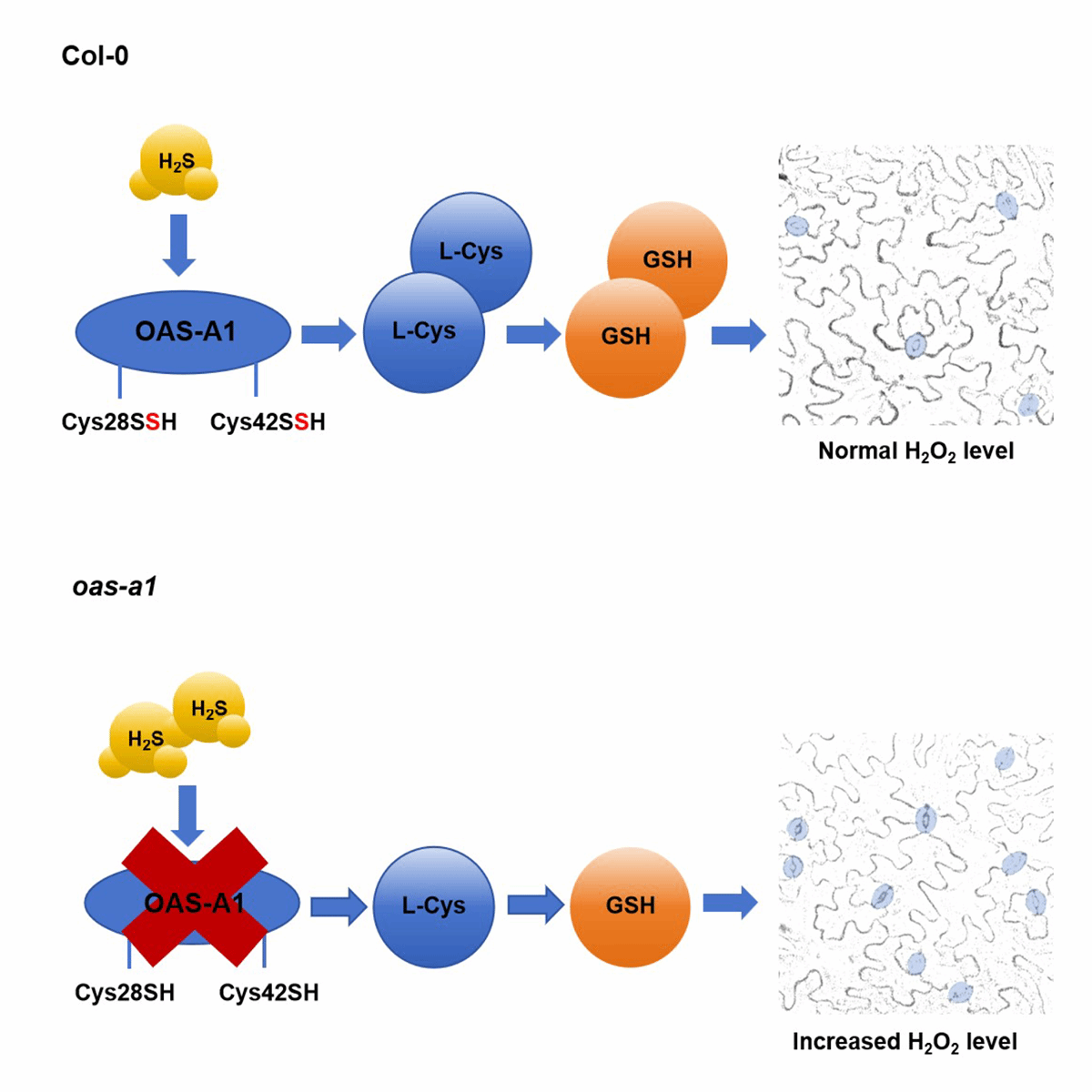 华中农业大学揭示硫化氢调控植物气孔发育新机制