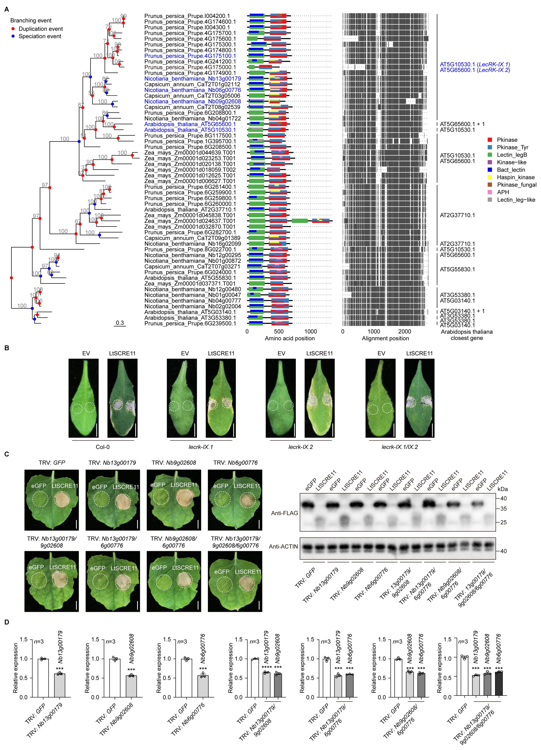 华中农业大学桃栽培团队在桃树流胶病发病机理研究上取得新进展