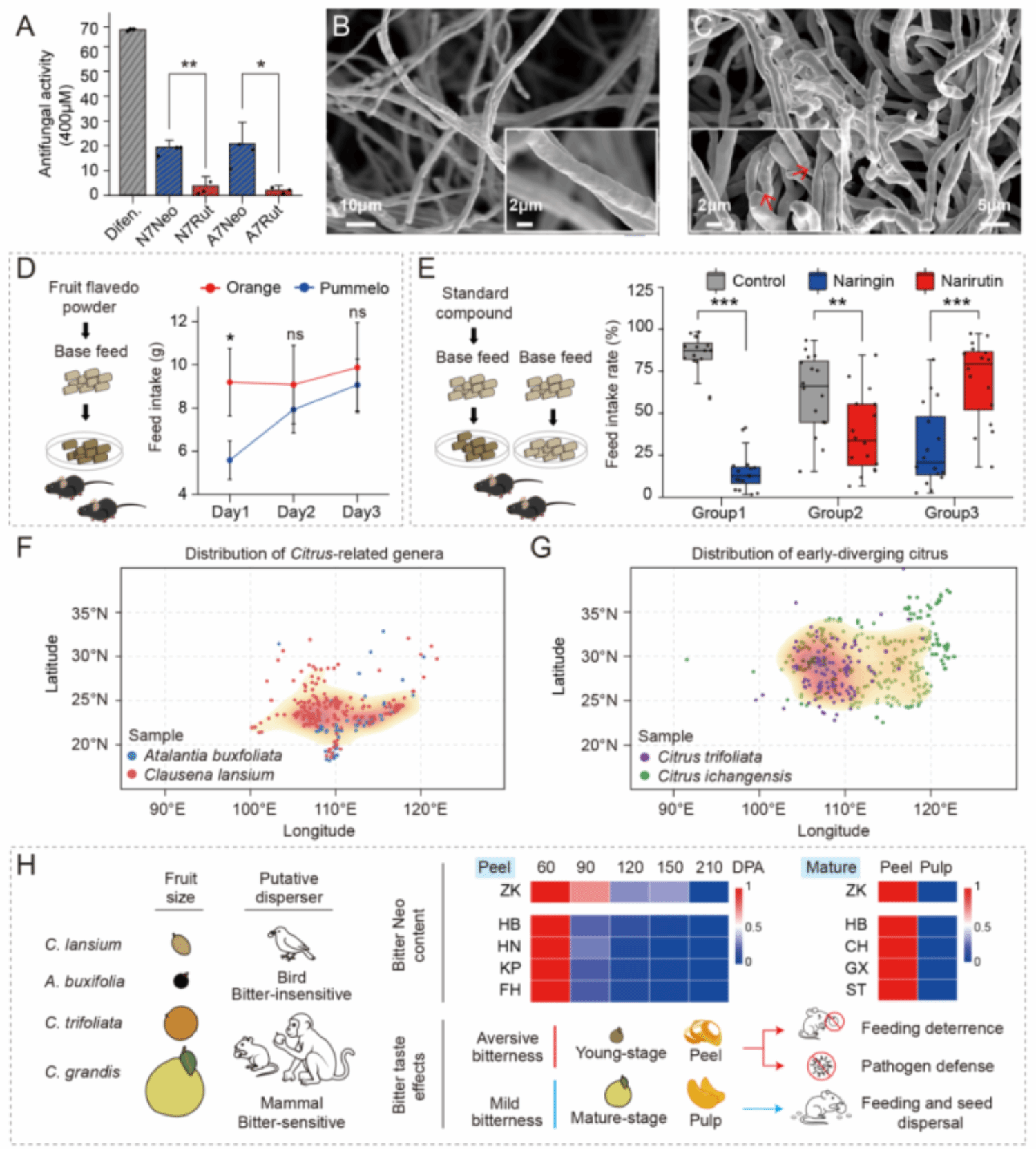 华中农业大学研究团队揭示柑橘二糖苷转移酶新功能化同时驱动其前苦味及生态适应性演化