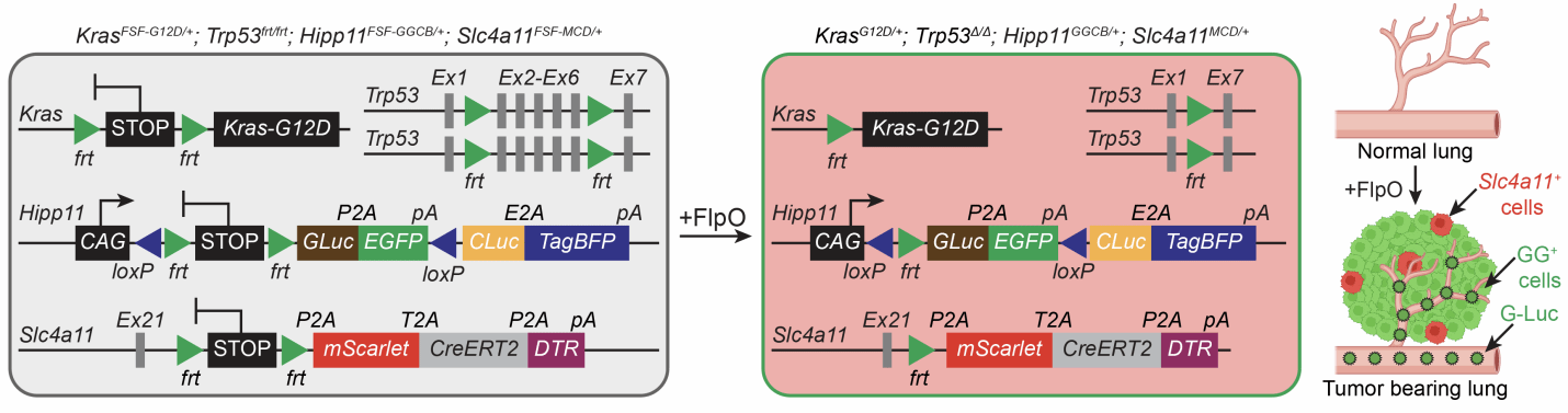 《自然》杂志发表华中农大颜彦教授团队联合研究成果