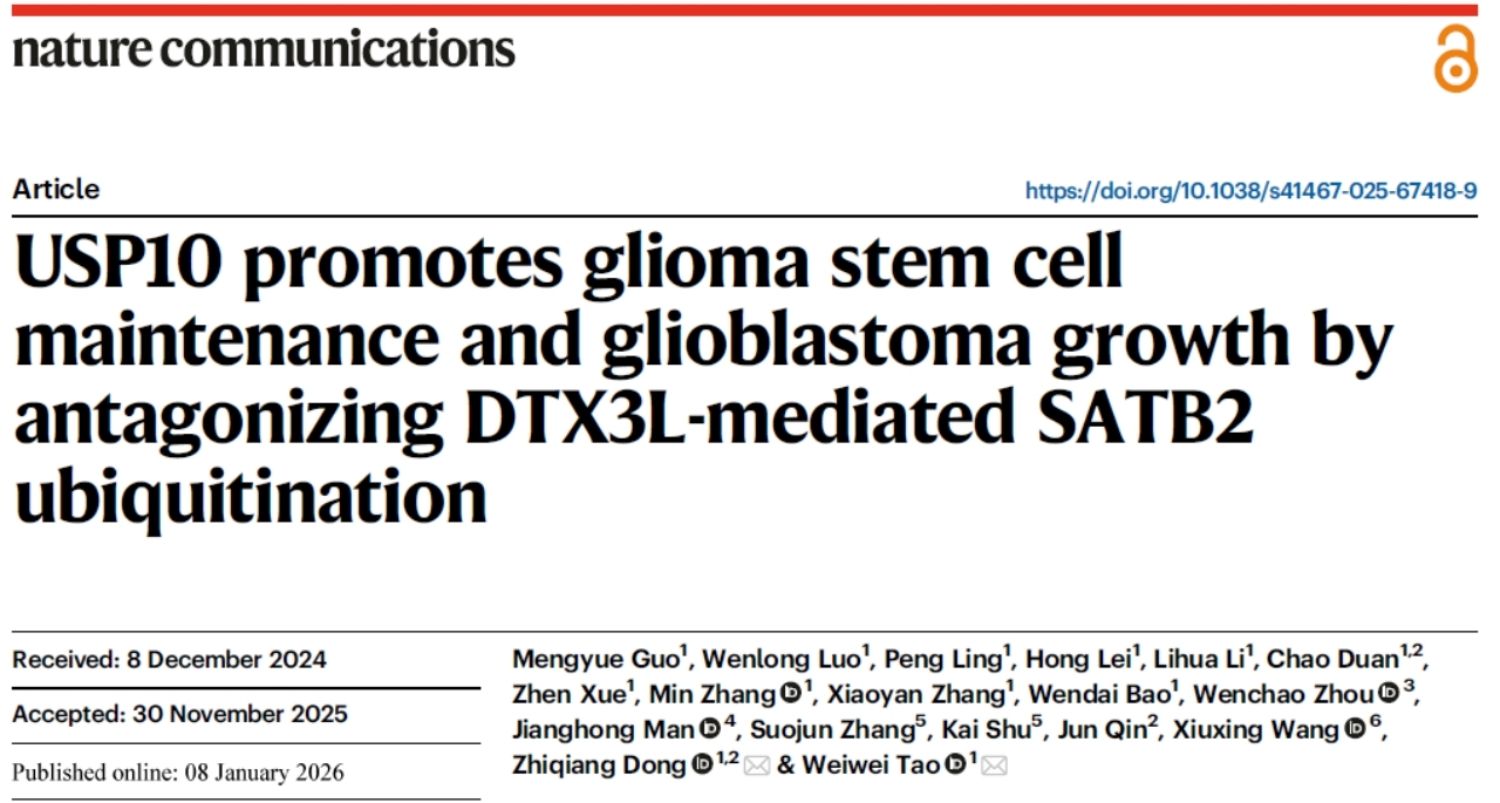 华中农业大学研究团队揭示核基质蛋白SATB2稳态控制胶质母细胞瘤恶性生长的机制