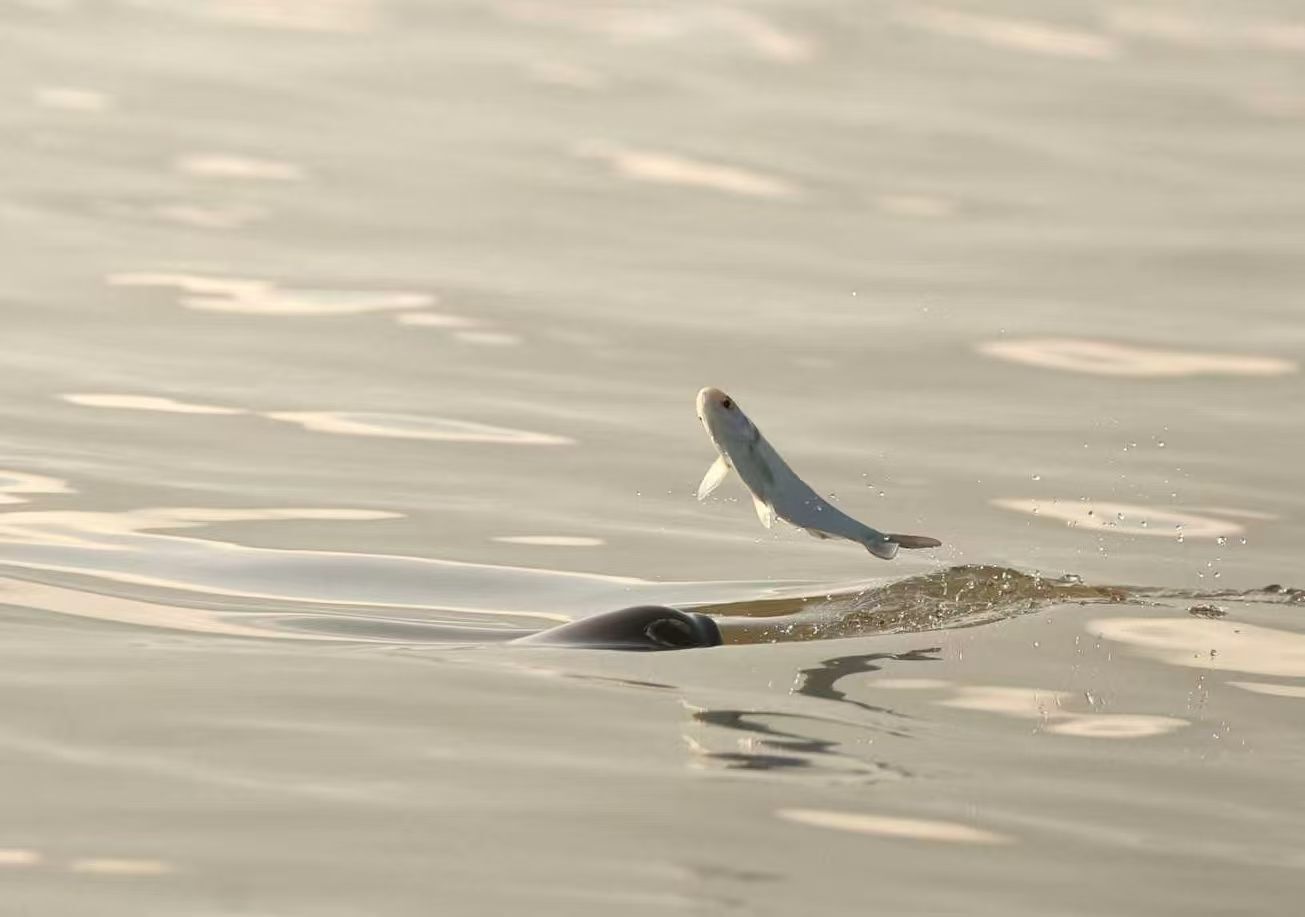 湖北为“野钓”划定“省级规范”