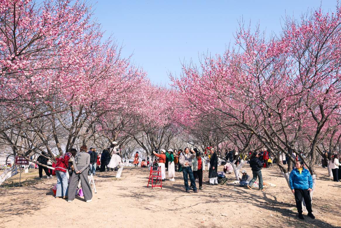 武汉赏梅热潮持续，市民游客“踏香而来”