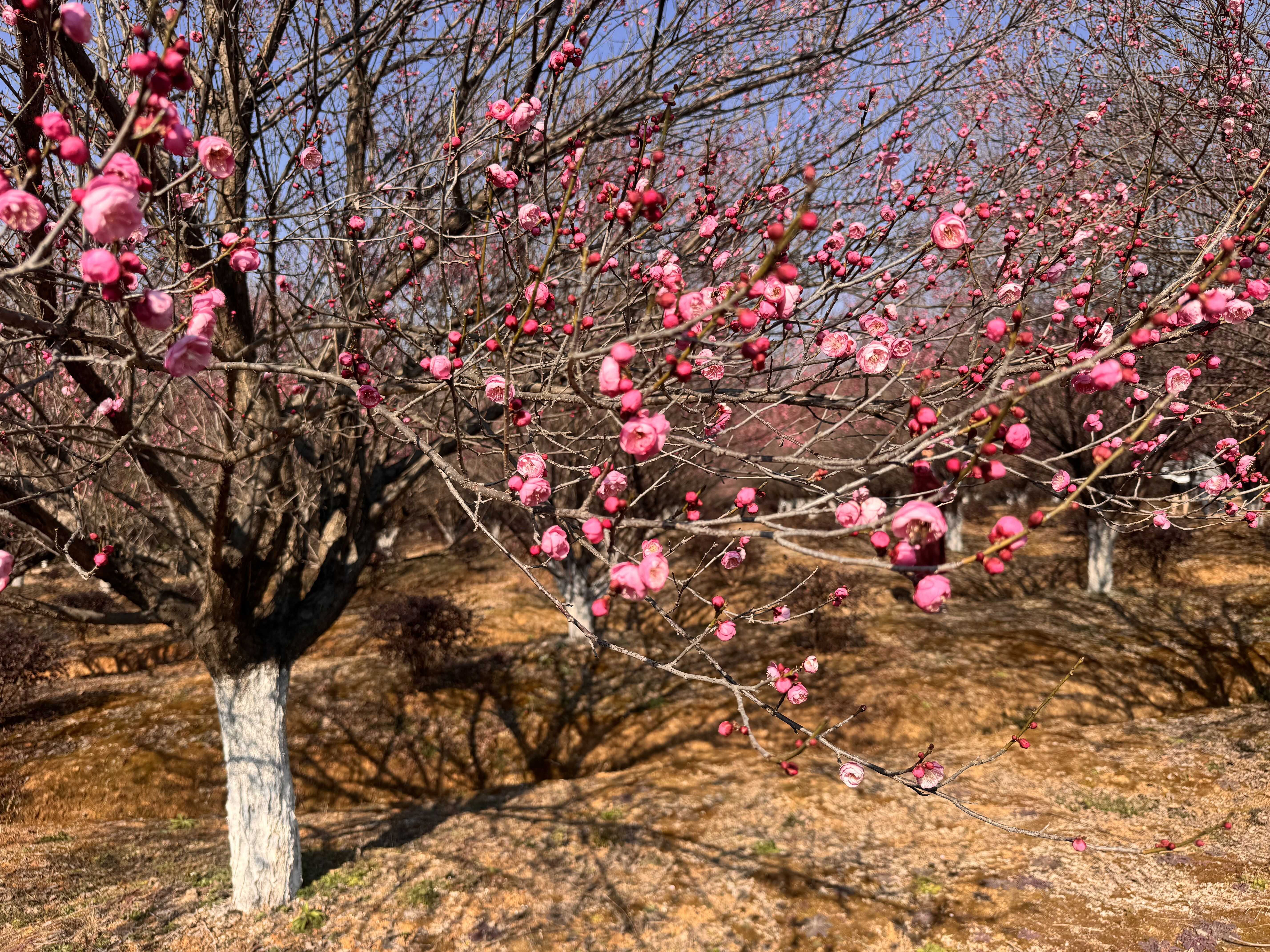 武汉赏梅热潮持续，市民游客“踏香而来”