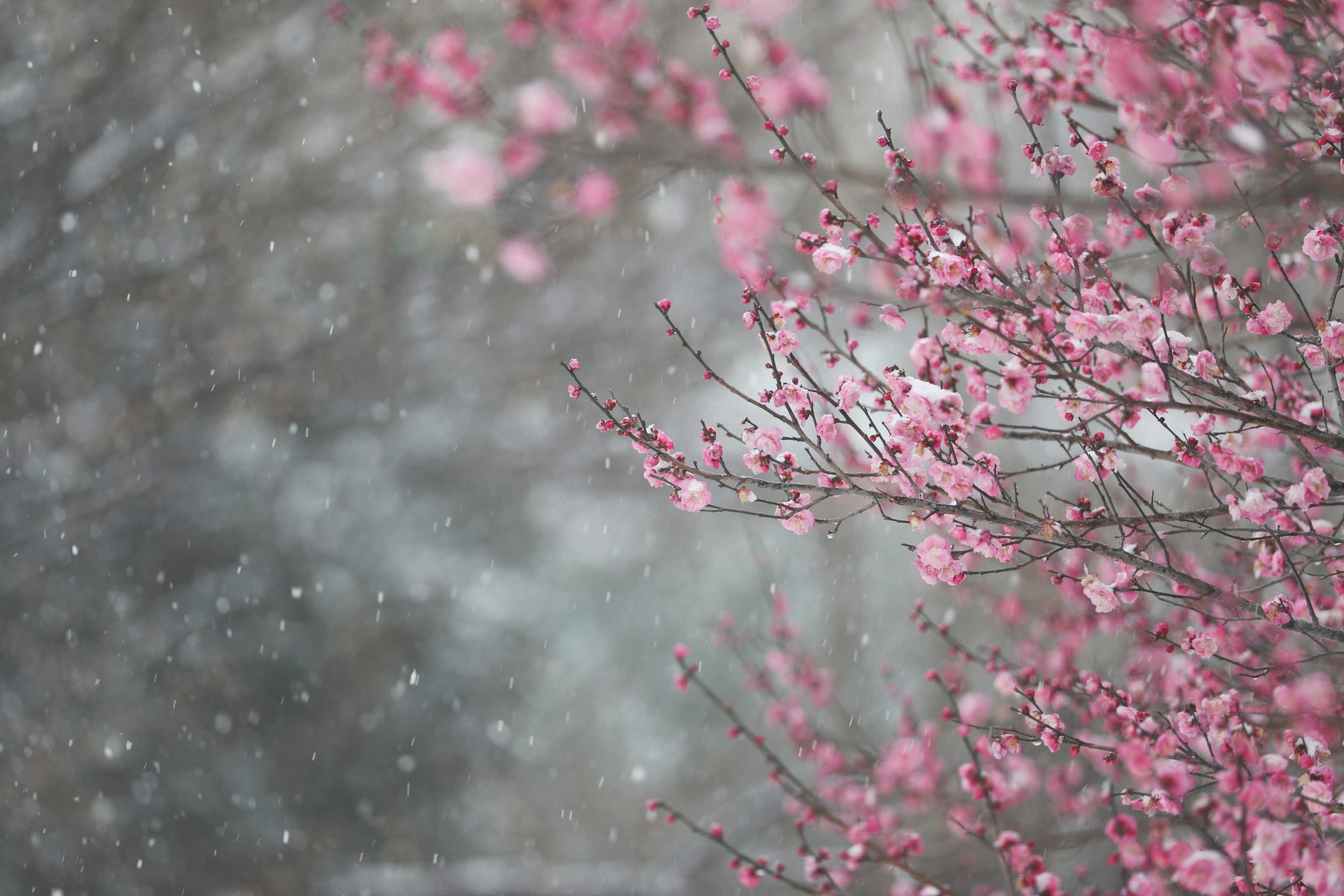 雪落珞珈，香漫桂子！武汉高校初雪图鉴