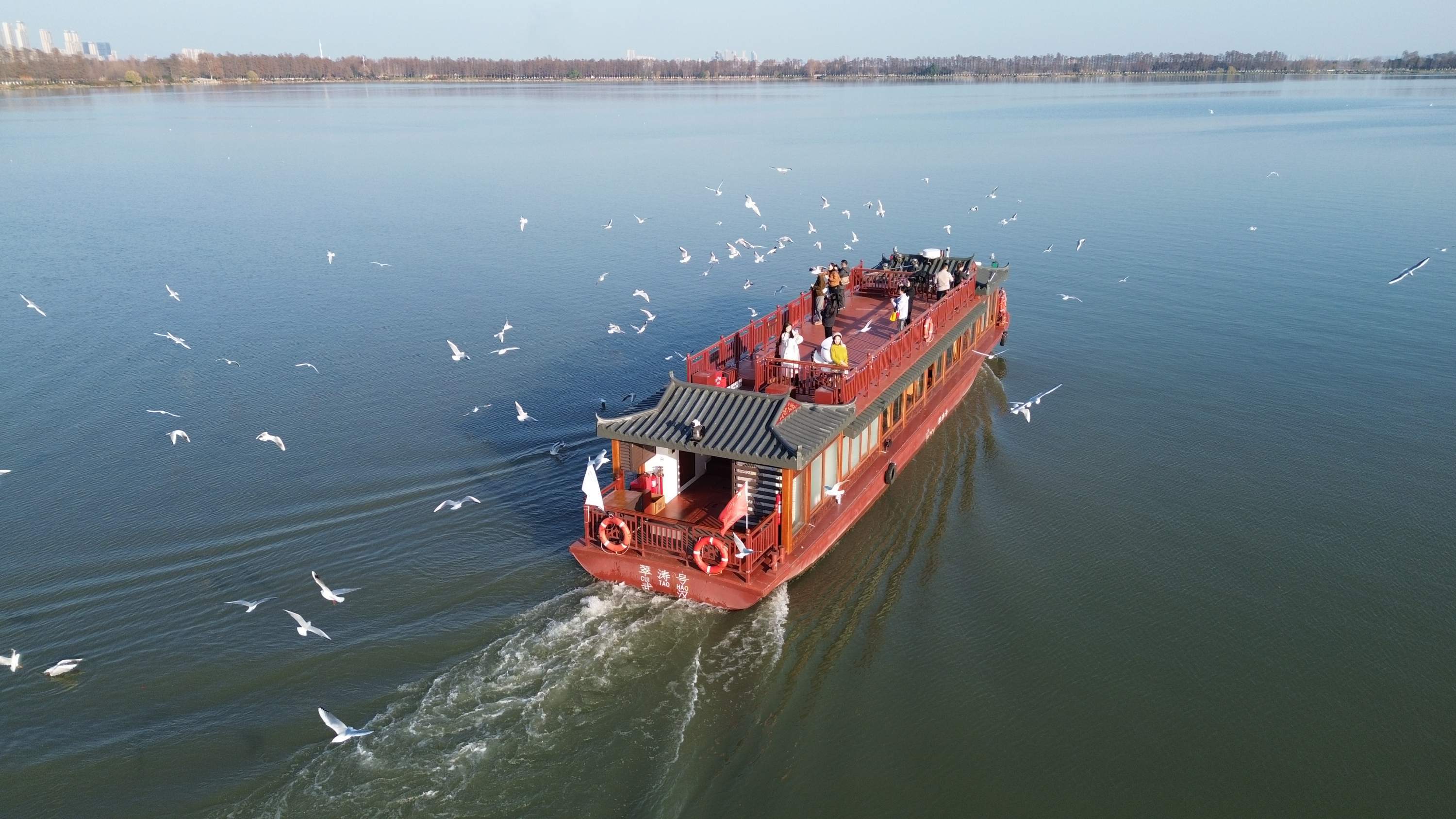 001.jpeg 25万只水鸟留汉越冬创历史新高 外地游客专程来汉观鸟