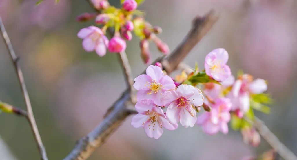 武汉将喜提“樱花春节”，3座公园早樱已开好