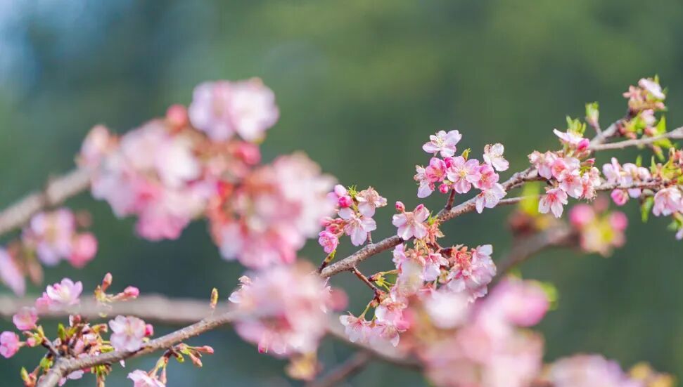 武汉将喜提“樱花春节”，3座公园早樱已开好