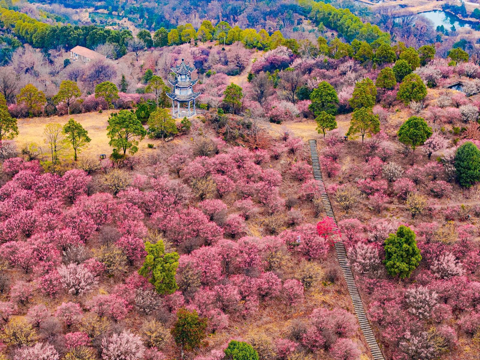 武汉一景区山头种满上万株梅花