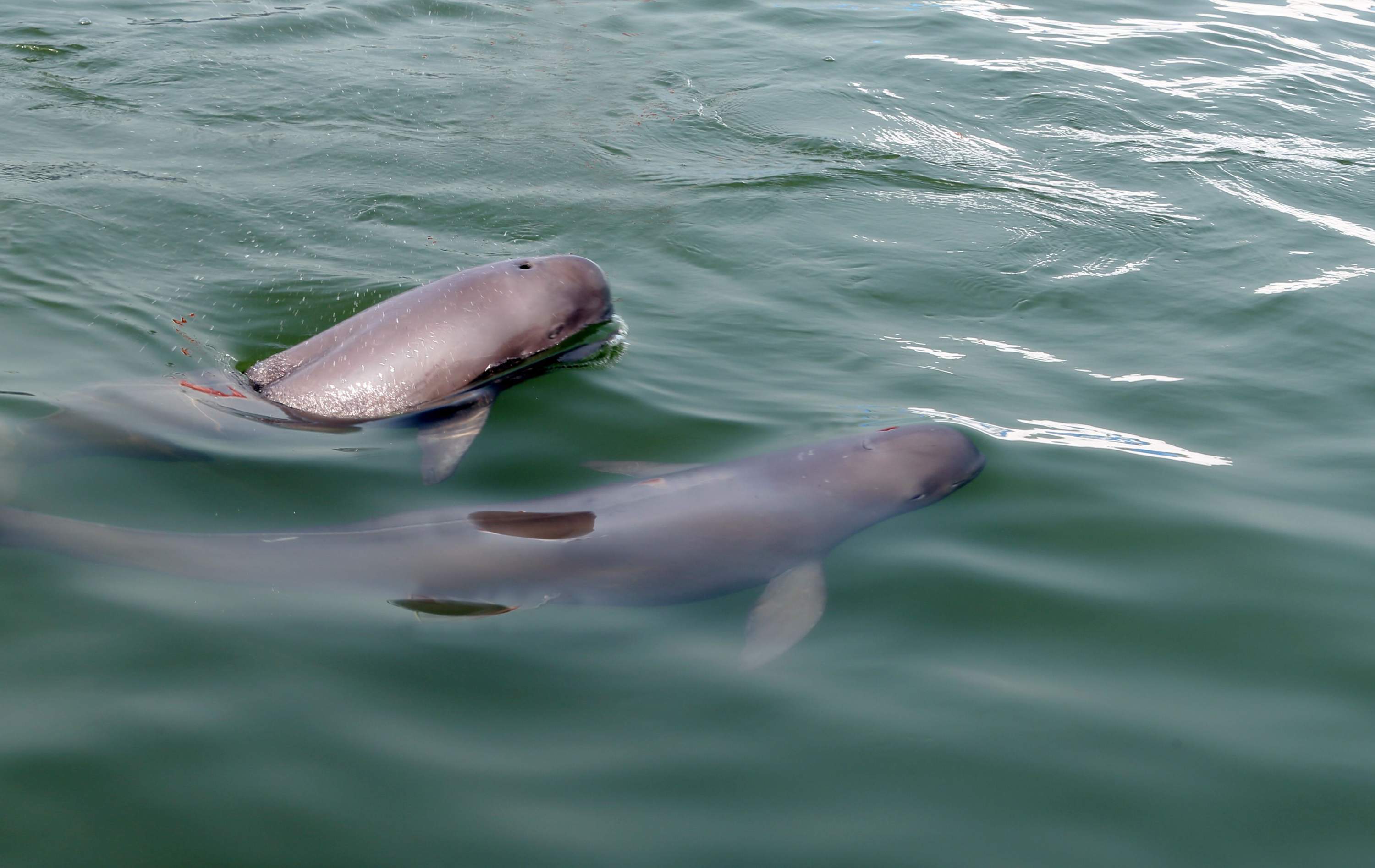 1426头！江豚数量3年增加177头