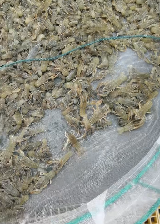 新疆冰川鳌虾“落户”潜江