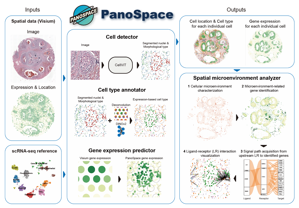 张晓飞教授团队在Nature Computational Science发表AI赋能空间转录组研究成果