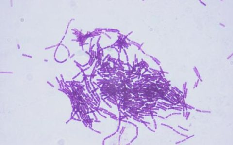 孙明教授团队发表加速苏云金芽胞杆菌侵染昆虫和线虫的生物学研究模型系统研究综述